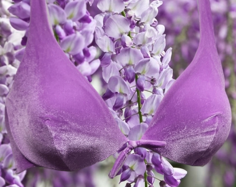 R2059FU glicine velluto